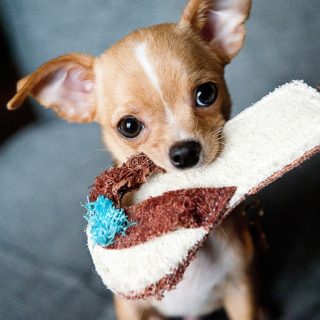Chihuahua wesensmerkmale
